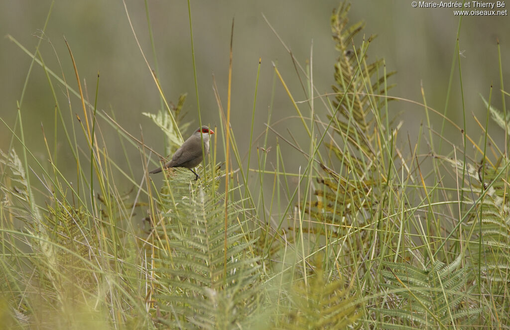 Common Waxbill