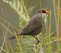 Common Waxbill