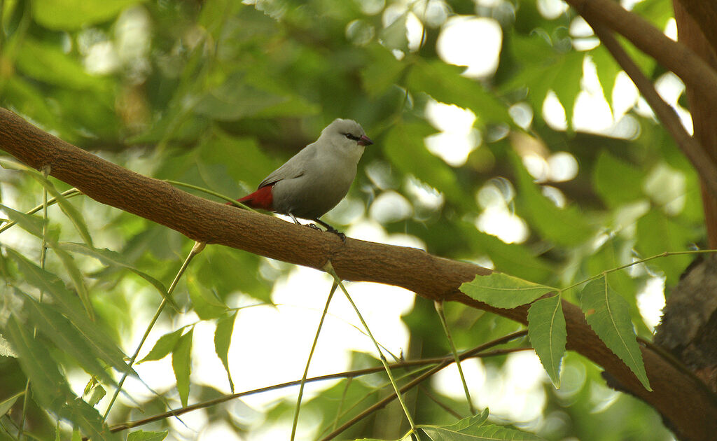 Lavender Waxbill