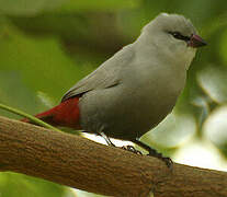 Lavender Waxbill