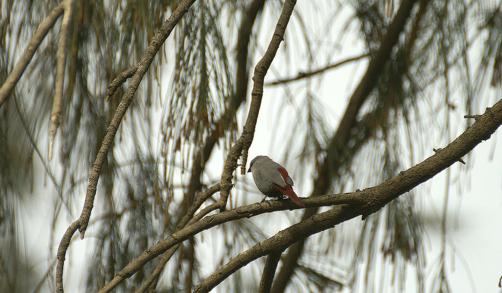 Lavender Waxbill