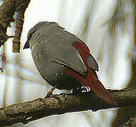 Lavender Waxbill