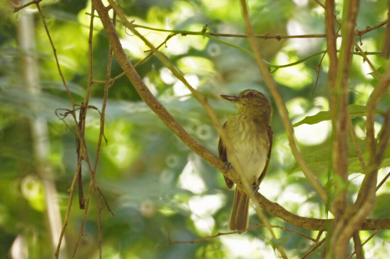 Bright-rumped Attila