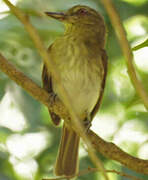 Bright-rumped Attila