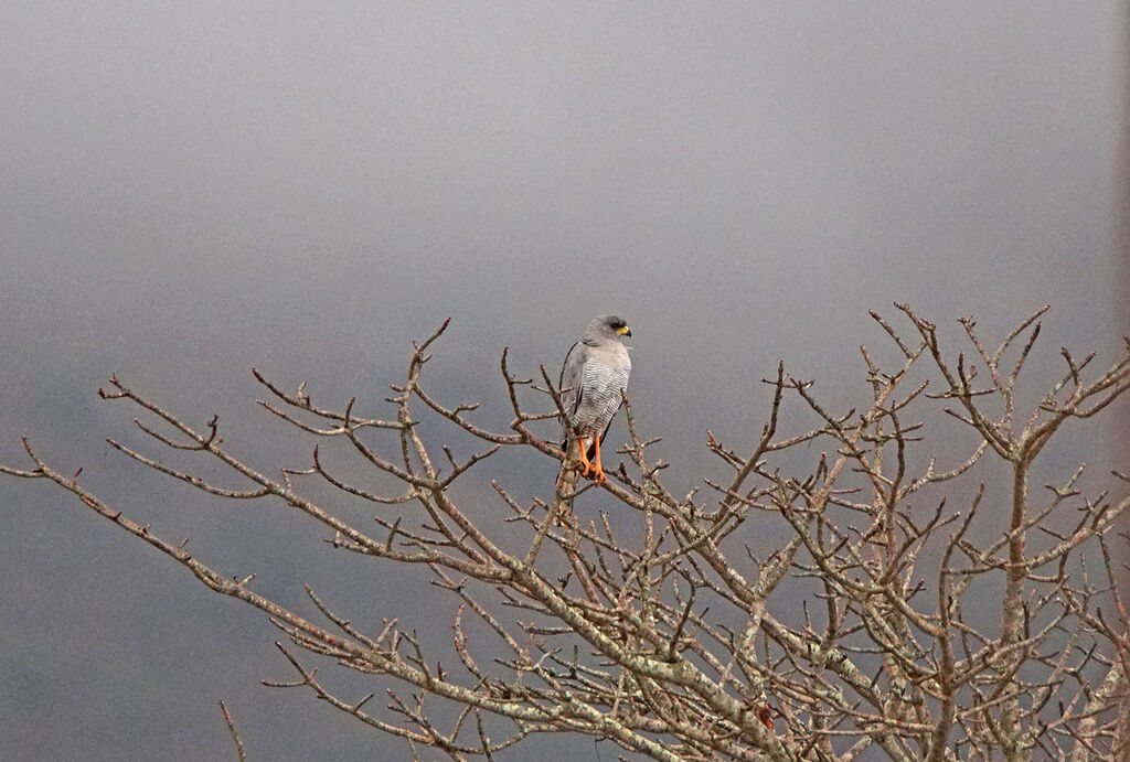 Eastern Chanting Goshawk