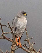 Eastern Chanting Goshawk