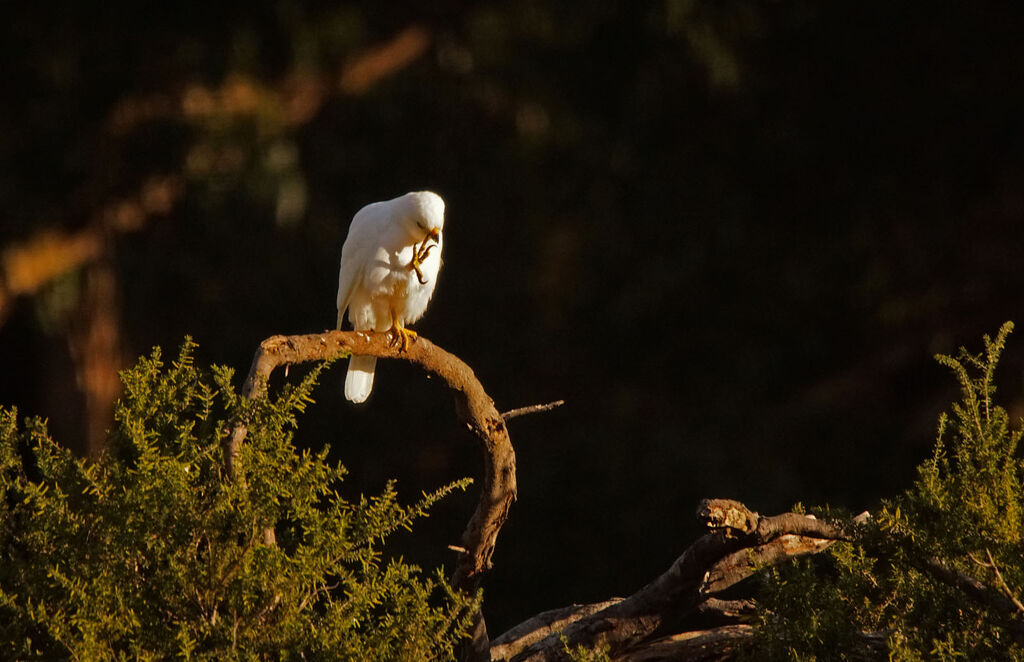 Grey Goshawkadult