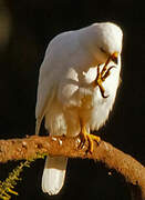 Grey Goshawk