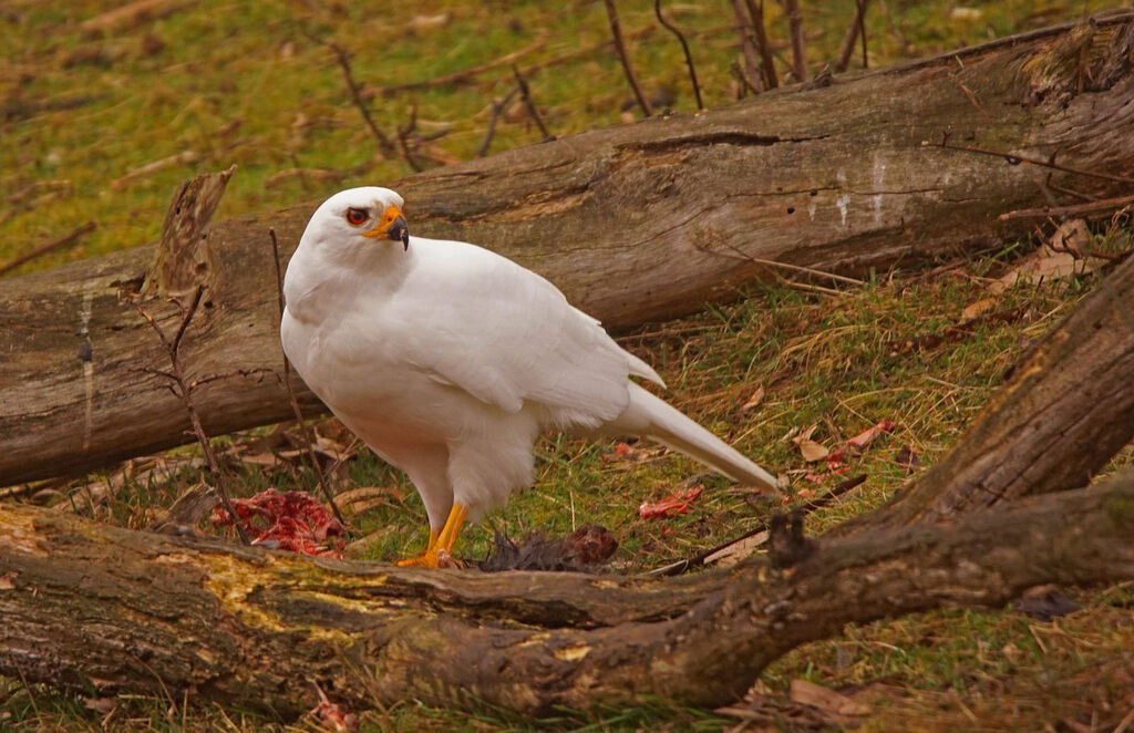 Grey Goshawkadult