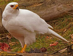 Grey Goshawk