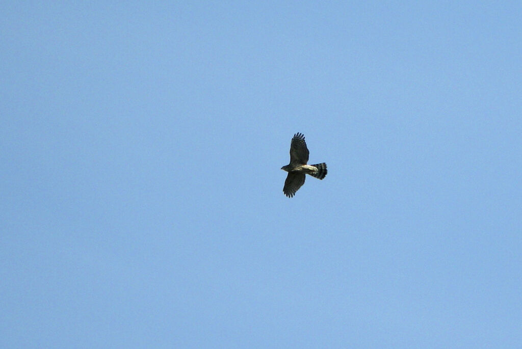 Autour des palombes