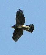 Eurasian Goshawk