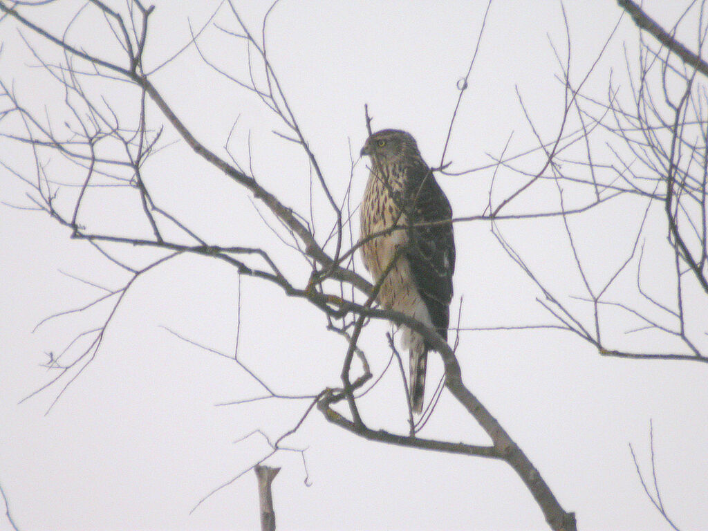 Northern Goshawk