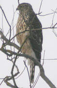 Eurasian Goshawk