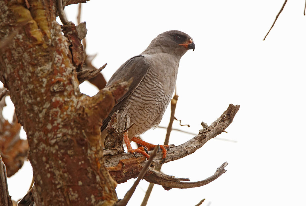 Gabar Goshawk