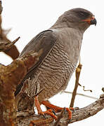 Gabar Goshawk