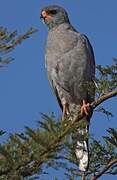 Dark Chanting Goshawk