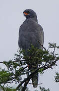 Dark Chanting Goshawk