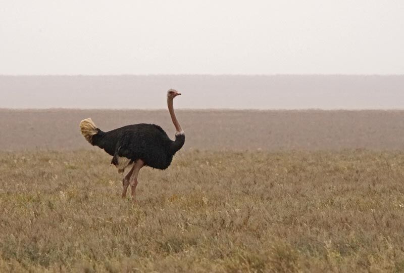 Autruche d'Afrique