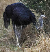 Common Ostrich