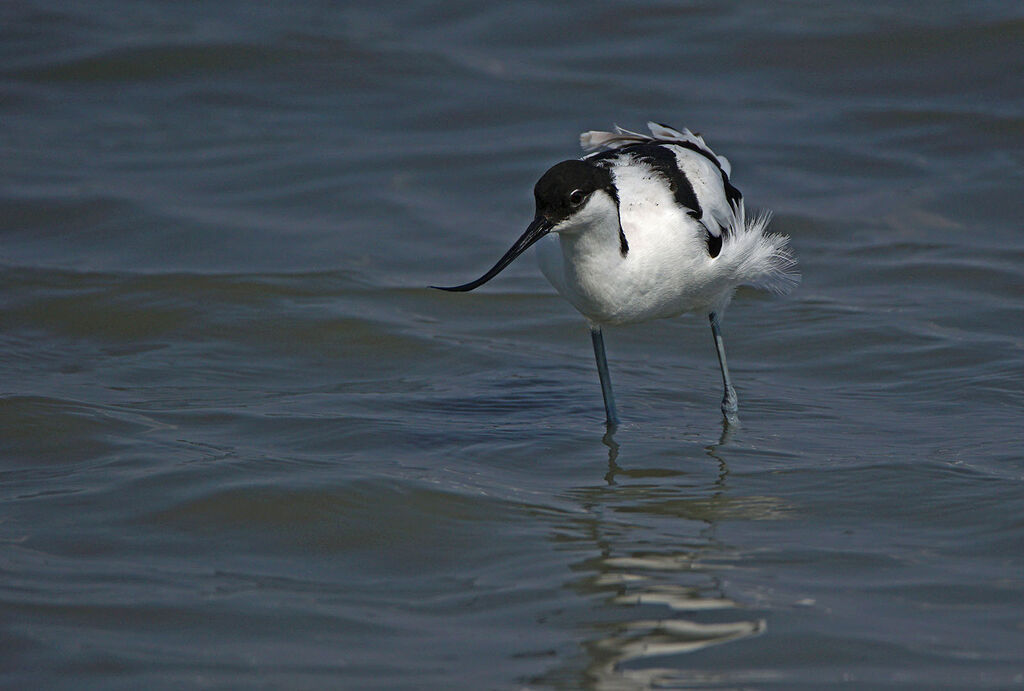 Avocette élégante