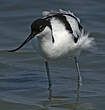 Avocette élégante