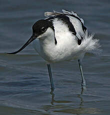 Avocette élégante