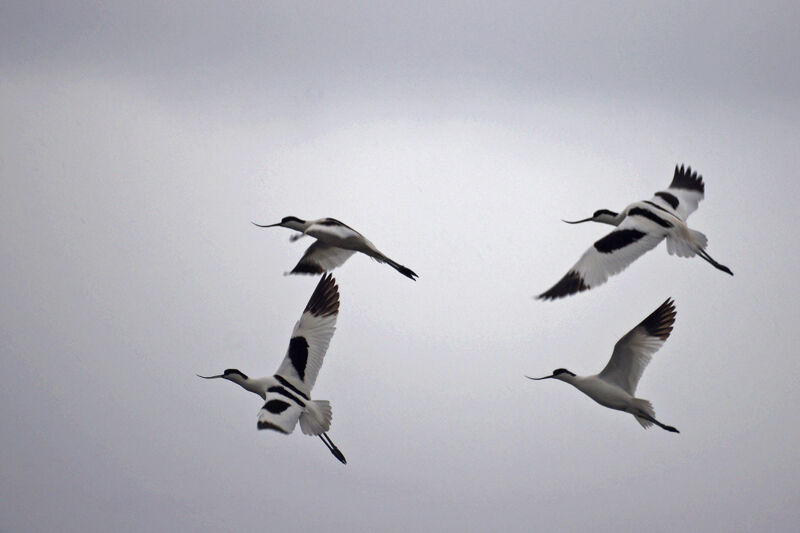 Avocette élégante