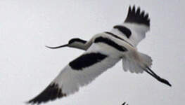 Avocette élégante