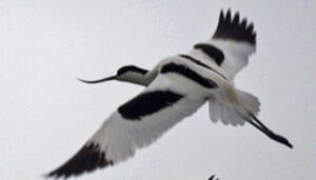 Pied Avocet