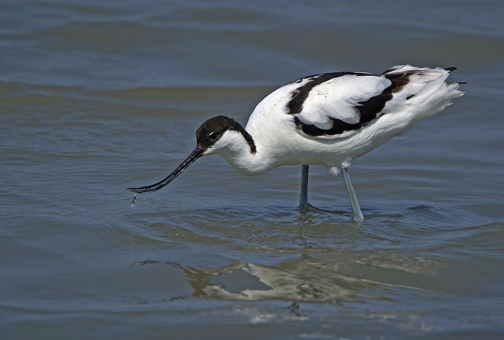 Pied Avocet