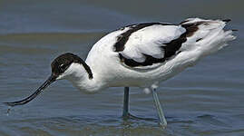 Avocette élégante