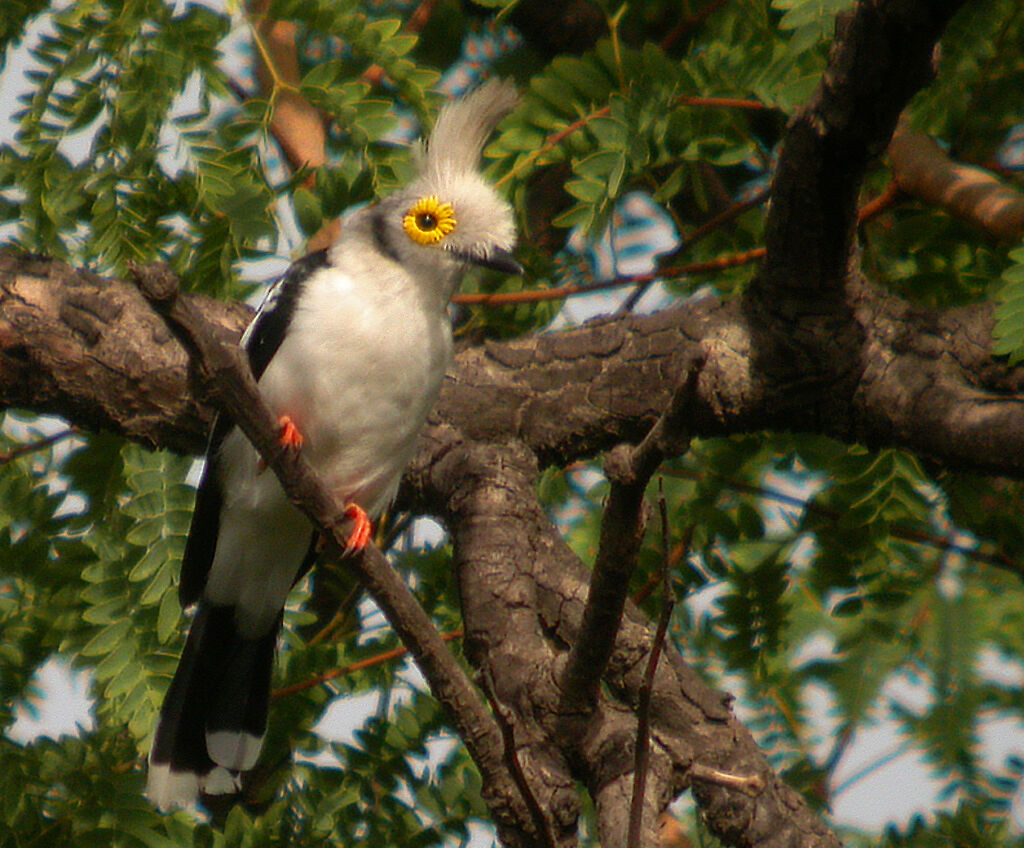 White-crested Helmetshrike