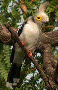 White-crested Helmetshrike