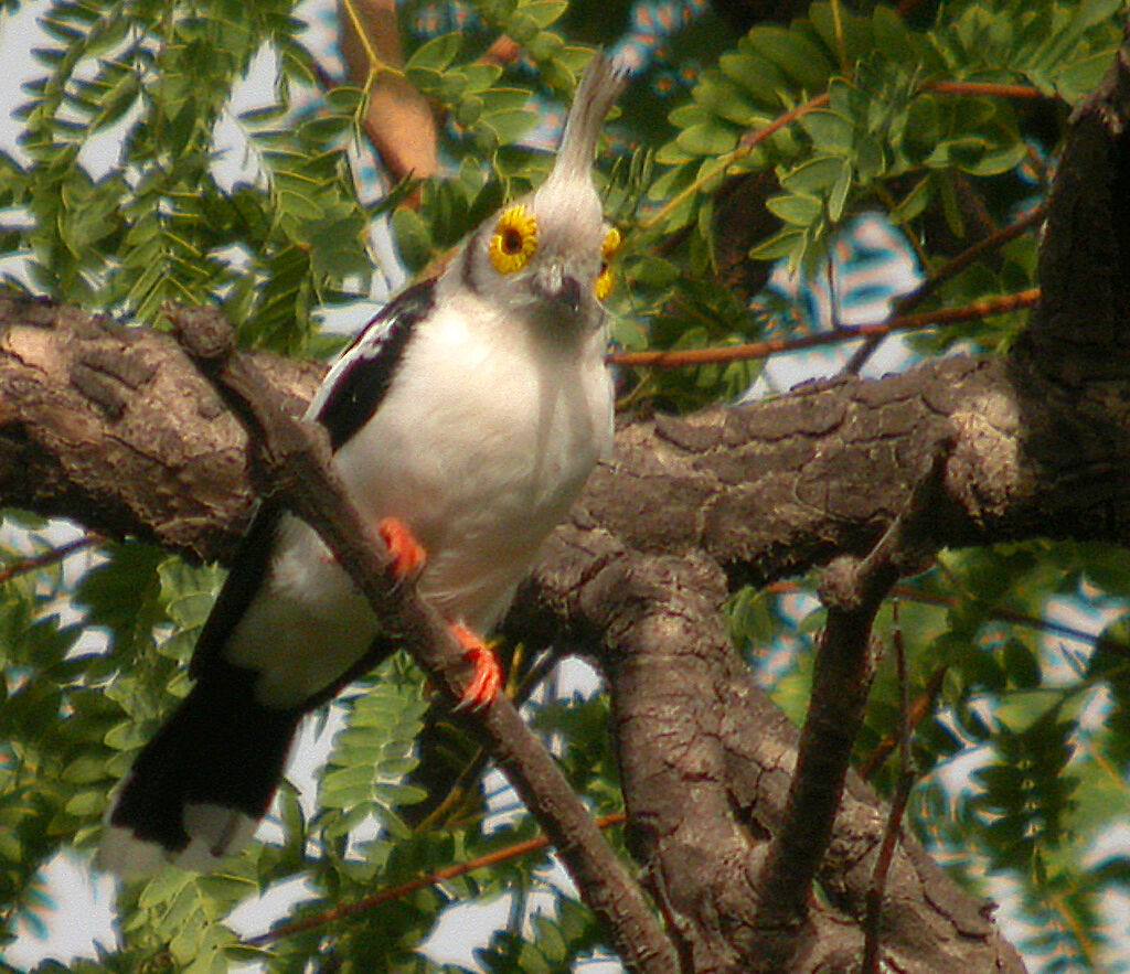 White-crested Helmetshrike