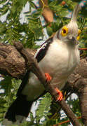 White-crested Helmetshrike