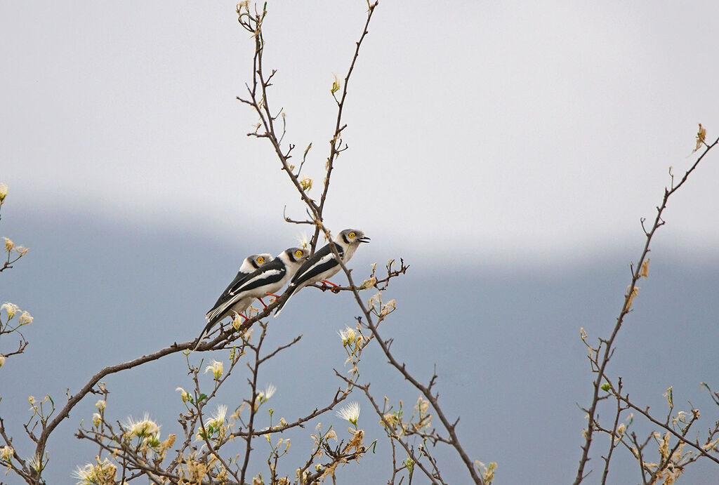 White-crested Helmetshrike