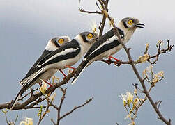 White-crested Helmetshrike