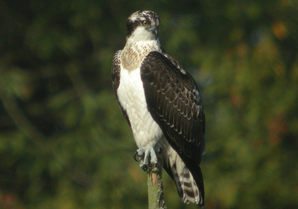 Balbuzard pêcheur