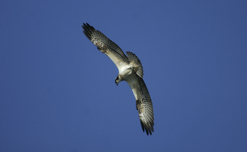 Western Osprey