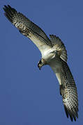 Western Osprey