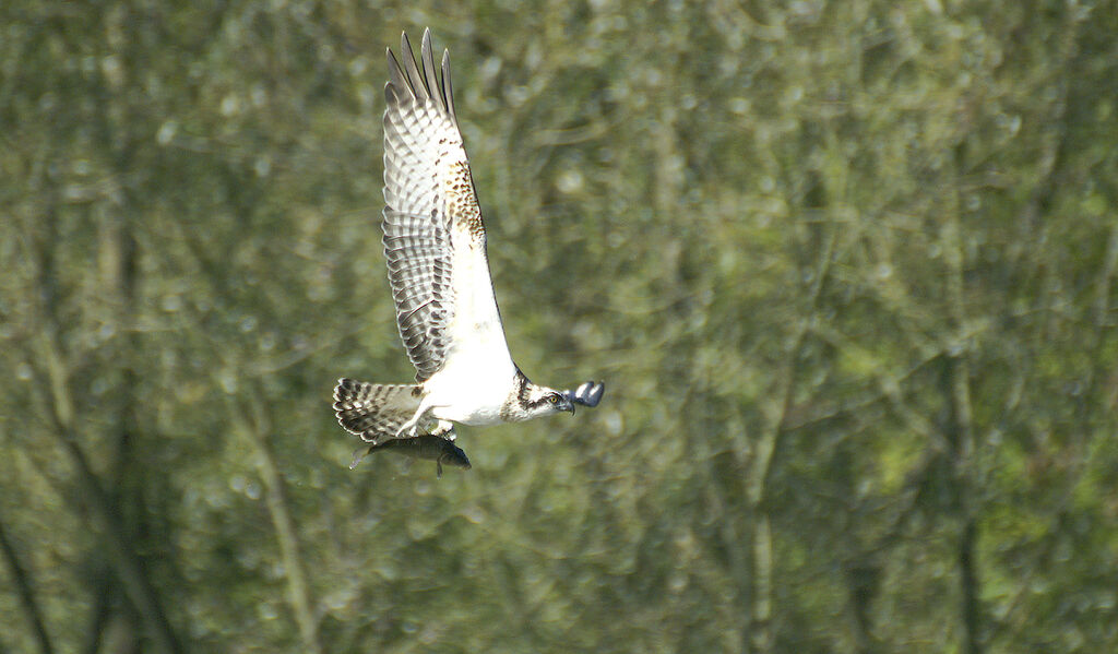 Balbuzard pêcheur