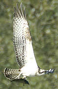 Western Osprey