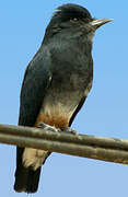 Swallow-winged Puffbird