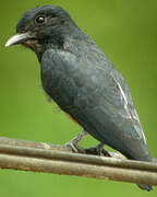 Swallow-winged Puffbird