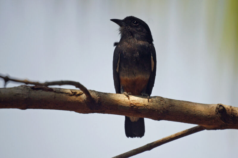 Swallow-winged Puffbird