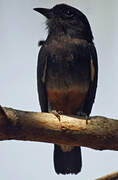 Swallow-winged Puffbird