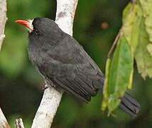 White-fronted Nunbird