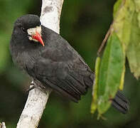 White-fronted Nunbird