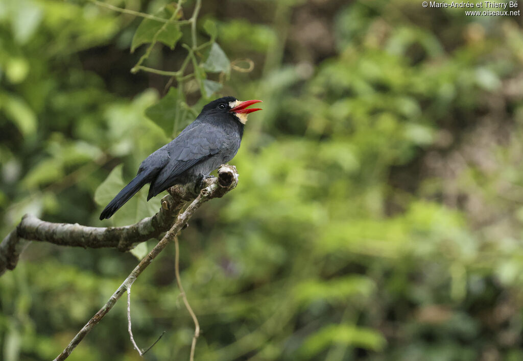 Barbacou à front blanc